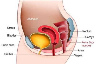Εικ.1: Το γυναικείο Πυελικό Έδαφος Image