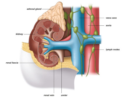 Εικ. 1: Ο νεφρός, οι φλέβες και οι αρτηρίες του Image