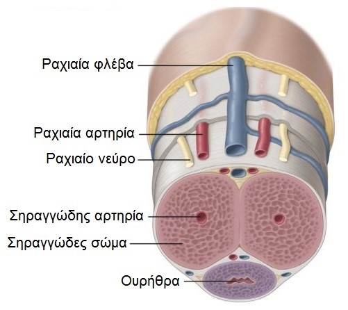 Ανατομία του Πέους